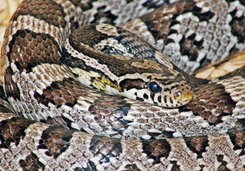 Coiled Snake Constrictor Pyrhon