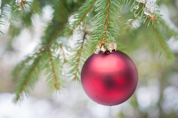 Fototapeta na wymiar Rote Weihnachtskugel am Baum