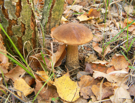 Leccinum scabrum, commonly known as the rough-stemmed bolete, scaber stalk, and birch bolete.  Mushroom photo, forest photo, forest mushroom, forest mushroom photo. Gathering Wild Mushrooms.