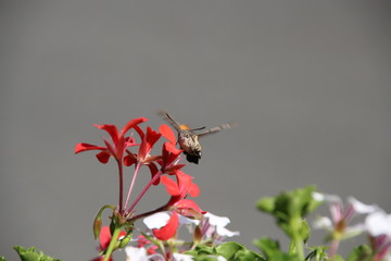 hummingbird moth feeding