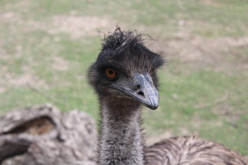 Emu