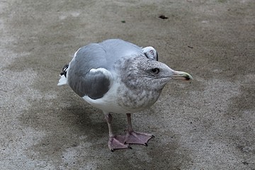 California Gull