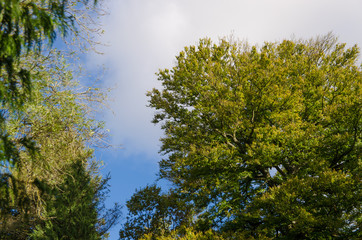 trees