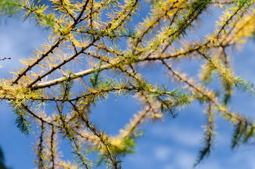 Trees