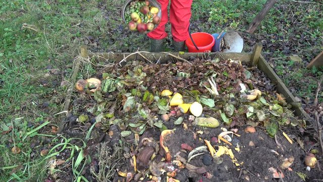Pour various fruits and vegetable waste in wooden compost heap box