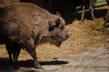 European bison, detail