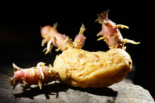 Schrumpelig Bilder Durchsuchen 233 Archivfotos, und