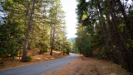 Fototapeta premium Forest Road