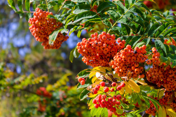 Ripe berry ashberry bright orange