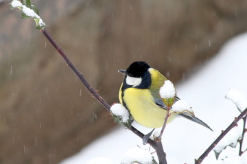 Meise im Winter auf einem Zweig mit Schnee