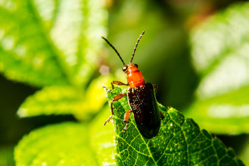 Strange insects