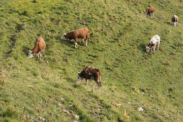 Fototapeta premium Grazing cows on a mountain side near the top station of the Wallbergbahn