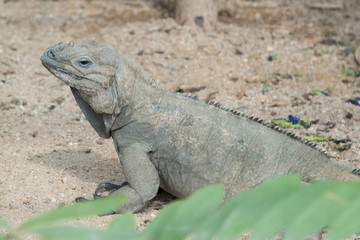 rhino lizard