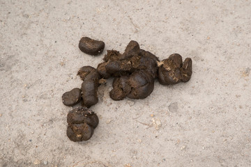healthy pony horse poop