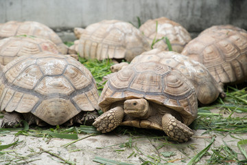Sulcata Tortoises in the farm