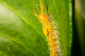 Caterpillars have hairs.