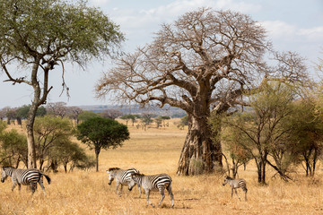 Zebra (Equus quagga)