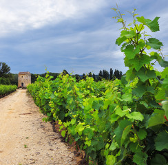 Fototapeta na wymiar Vineyard in Provence, France