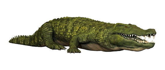 Fototapeta premium 3D Rendering Green Crocodile on White