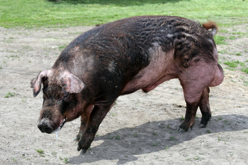 Closeup of young pig on green background atrural bio pig farm