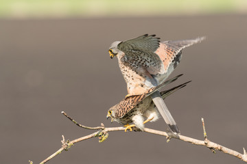 Common kestrels mating