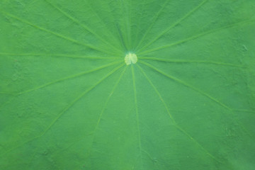 Fototapeta na wymiar lotus leaf texture
