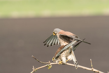 Common kestrel mating