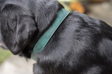 green leather dog collar