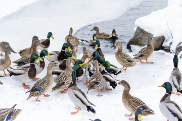 Fototapeta premium hungry ducks eating bread in a winter day with snow falling,Frozen lake