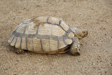 Sulcata Tortoises on the sand