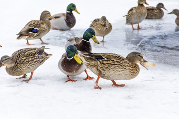 hungry ducks eating bread in a winter day with snow falling