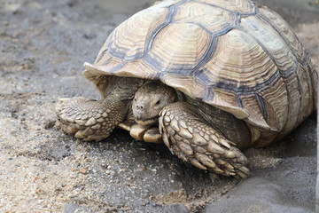 Sulcata Tortoises on the sand