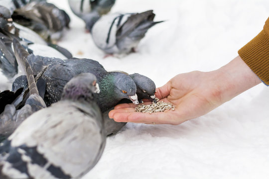 Feeding Pigeons from Hand