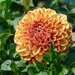 Bright yellow dahlias in the flower bed in the park.