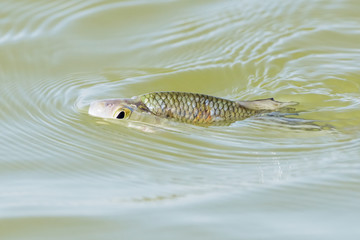 The little fish on the surface of sea s © vitolef