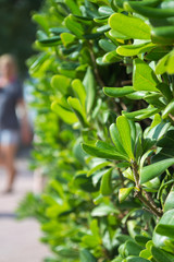 Green leaves. Natural green background