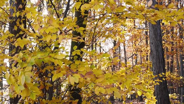 Herbstlaub