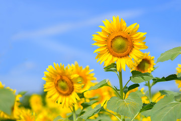 Full blooming sunflower in field.