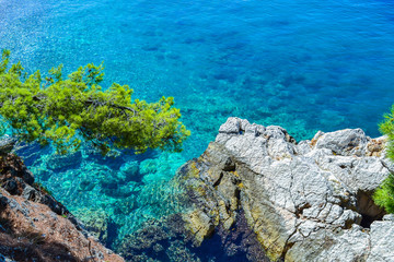 The sea view. Through the clear water you can see the stones on the bottom. Stony beach with pine trees. View from above