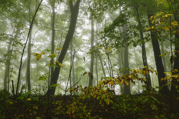forest mist rainforest 
