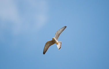 falco grillaio