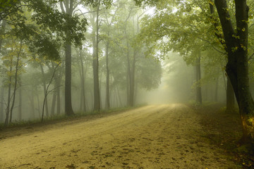 forest mist rainforest 