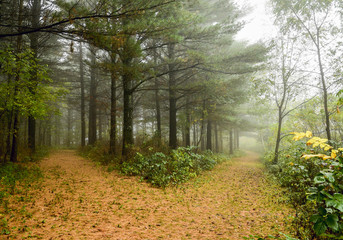 forest mist rainforest 