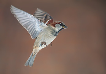 Male House Sparrow in flight with stretched wings at winter © NickVorobey.com