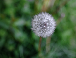 Single dandelion stem with disfussed background