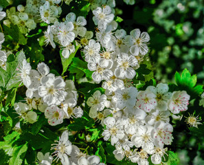 Hawthorn blossom in April, close-up view.