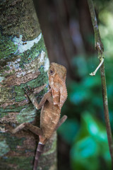 Lezard Gp - Costa Rica