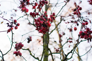 Branches of hawthorn with berries  in the late autumn