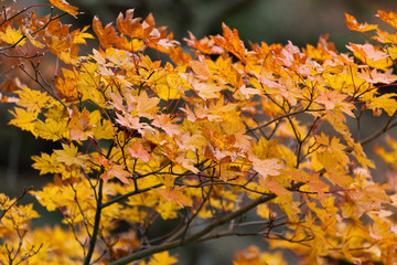 Buntes Herbstlaub in Japan