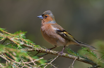 Male Common Chaffinch posing on a green fir branch in a forest